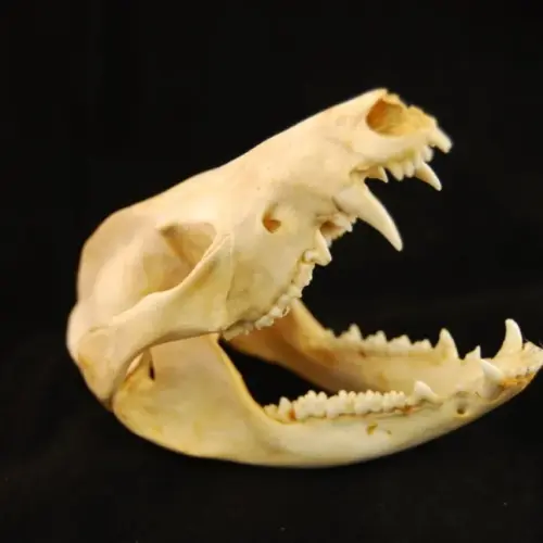 Skull Opossum.webp