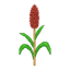 sorgo.png