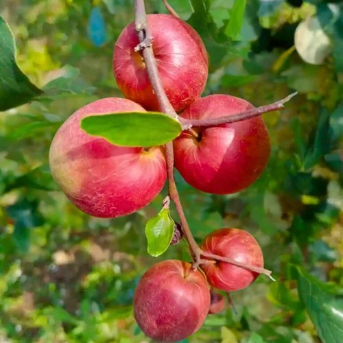 berappleredliveplant ziziphusmau.jpg