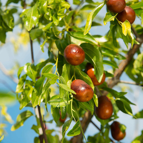 Jujube Seed Benefits.jpg