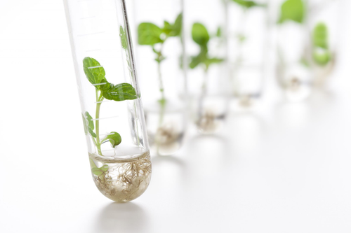 Boost Growth with BioAg Innovations Plant Root Development Fertilizer.png