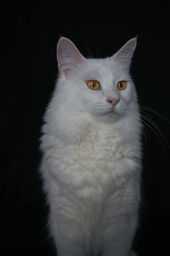 cat 1770208556 9470951.jpg