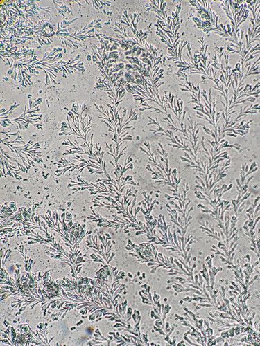 HAS bQGaIAAZi7K?format=jpg.jpg