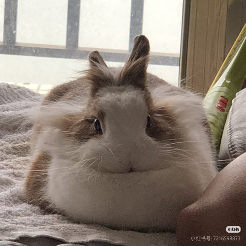 Camera XHS 17698200805141040g00831rvn9k9d44005p71t3o0aeb1cv6h3t8.jpg