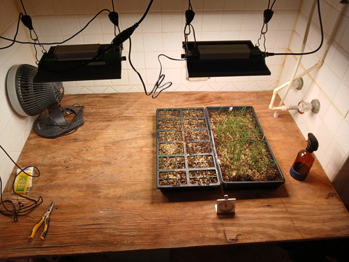 SEEDLING TRAY AREA 1.jpg