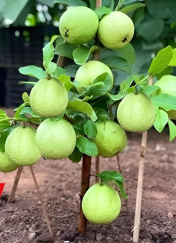 81BqwushwZL. SL1500 .jpg