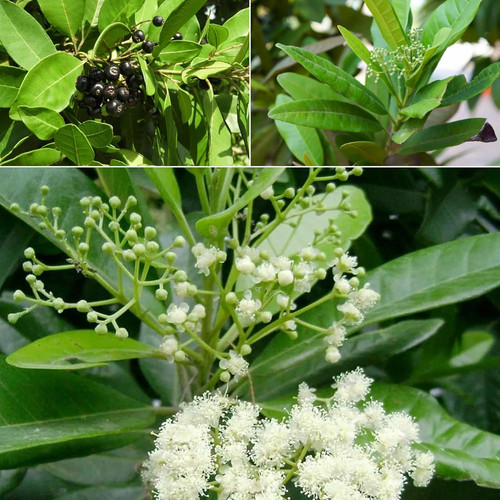 81uw0WZXixL. SL1500 .jpg