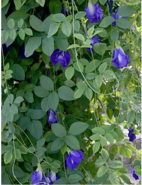 25 shankhapushpi aparajita shank.jpg