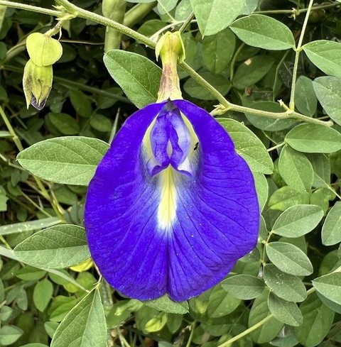 no annual yes live aparajita pla.jpg