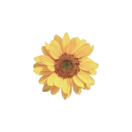 IMG 2178.png