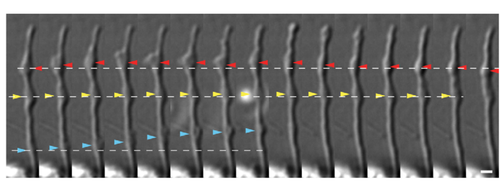 image 000011 c1f34880e152df7c8405f7904a312054e626b6884e6ad7531e2a591f71be1a98.png