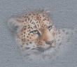 SVbigcatsicon2.jpg