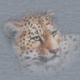 SVbigcatsicon2