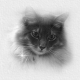 candlecat