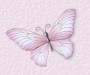 bca butterfly.jpg