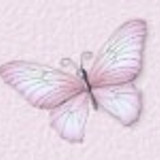 bca butterfly