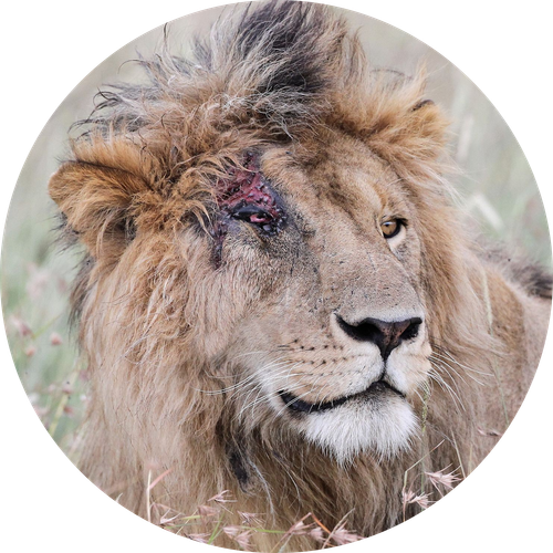 scarface 2 modified.png