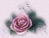 bca rose.jpg