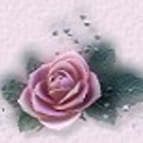 bca rose