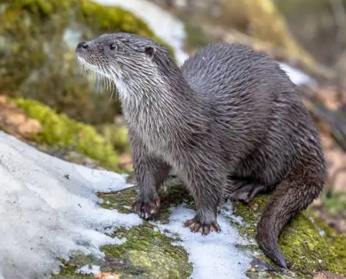 chrome qT2ig4cSxe.png