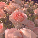 cc9d6bc4aeefa5c305ea1cec1ebad1dd