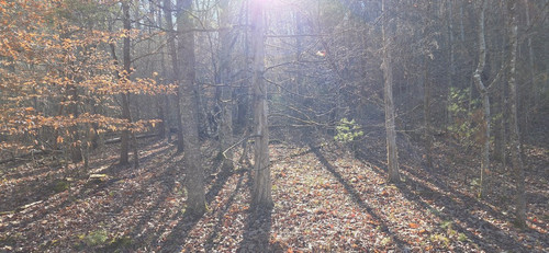 38 Beech Holler Woods Sunshine.jpg