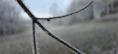 43 Ice crystals on every tree limb 12 3 25.jpg