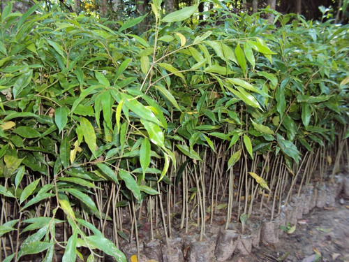 agarwood plant 1.jpg