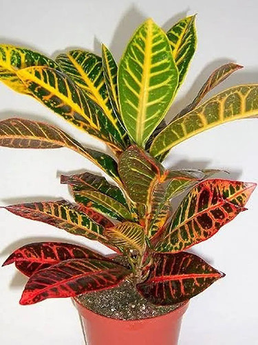 platone croton plant cp224 produ.jpg