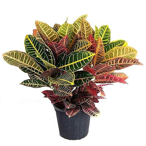 greenlivetraders petra croton pl.jpg