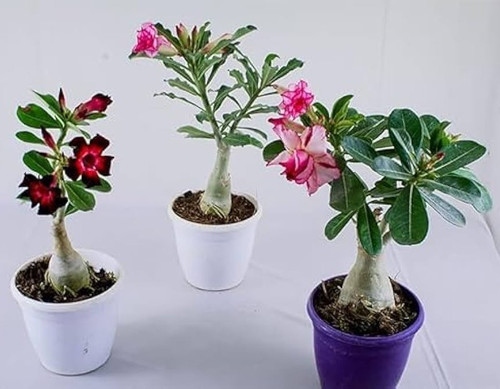 41dUFj6ryzL. AC UF1000,1000 QL80.jpg