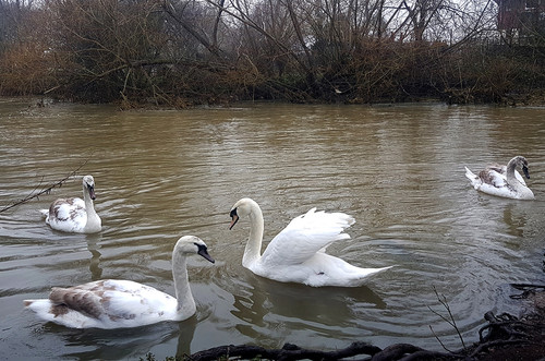 Swans and Cygnets 9