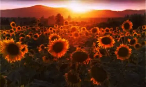 Нов проект (72).webp