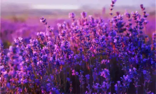 Нов проект (73).webp