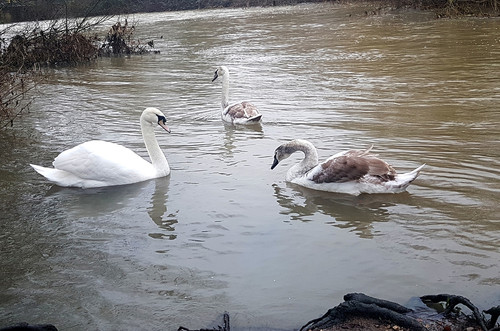 Swans and Cygnets 11