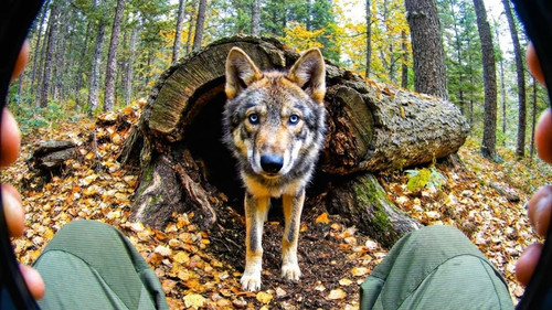 A Camera Was Left in the Forest… No One Expected What These Wolf Pups Did.jpg