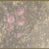 vintagerose 468 60banner
