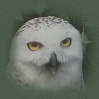 mdbb02welpic.jpg
