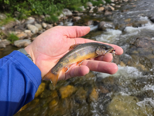 28 First Brookie in NH Peabody River.jpg