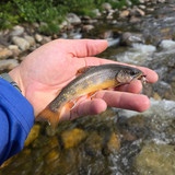 28 First Brookie in NH Peabody River
