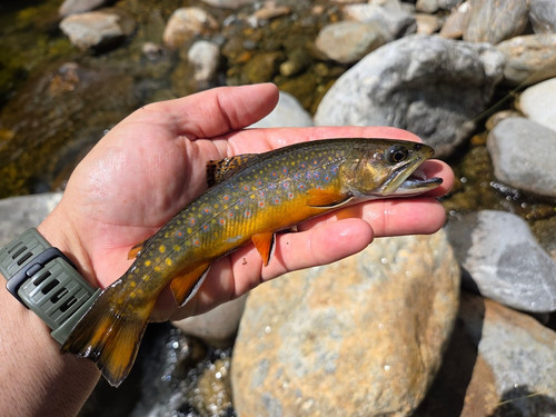 38 West Branch Peabody Nice Brookie.jpg