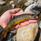 38 West Branch Peabody Nice Brookie