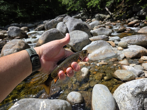 37 West Branch Peabody Brookie.jpg