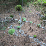 49 Wierdo In The Next Campsight Built A Fairy Land