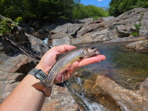 52 Solid Brookie from a plunge pool on Ellis River.jpg