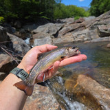 52 Solid Brookie from a plunge pool on Ellis River