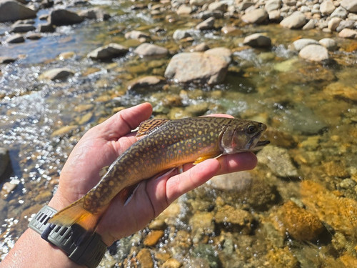 58 Rocky Branch Brookie.jpg