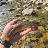 58 Rocky Branch Brookie