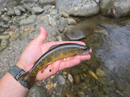 102 West Branch Peabody Brookie.jpg