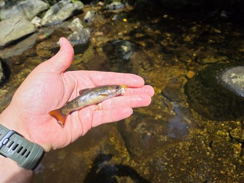 70 Bens 1st Maine Brook Trout, Bear River, Maine.jpg